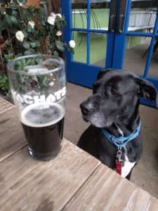 A picture of my dog with me at a brewery